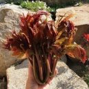 가죽나물 효능 8가지 총정리｜부작용·먹는법·참죽나물 제철까지 (2026 최신) 이미지