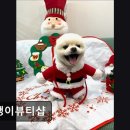 댕댕이 애견미용샵 | {부천, 강아지, 고양이, 애견미용, 추천!) 댕댕이뷰티샵 부천 댕댕이뷰티샵, 청결한 미용 공간
