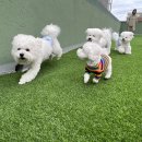 댕스히얼 이미지