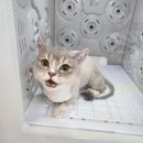 아이캣 고양이미용 호텔 이미지