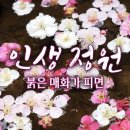 [다큐인사이트] 평생 모은 돈으로 일만 그루 🌸매화나무 숲을 일군 부부 | '인생정원-붉은 매화가 피면' (KBS 20220623) 이미지