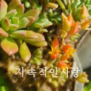 햇살다육꽃사랑 이미지