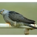 뻐꾸기PC 이미지