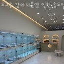 도그송 강아지분양 인천 송도점 이미지