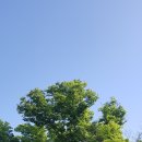 느티나무 플랫폼 이미지