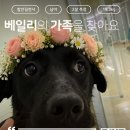 베일리/남아/2살 이미지