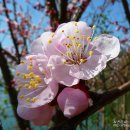 예당호관광지 이미지