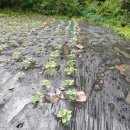 삿갓농장 이미지