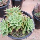 김덕수농장 이미지