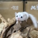 햄스터 분양 로던트 클럽 충남점 이미지