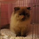 아비퀸캐터리 | 25th TICA-KOCC CAT SHOW 후기 (1)