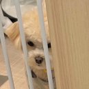 하이뭉하 이미지