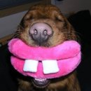 우리집 강아지 이미지