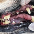 포곡동물병원 이미지