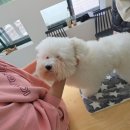 앙볼리펫살롱 이미지