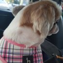 대전펫택시 이미지