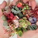 작은집컴퍼니 이미지