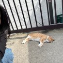 (주)핫독 | 9얼의 마지막 쭈 ………