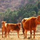 옹달샘분수 이미지