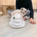 청주고양이카페아이캣유 이미지