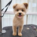 폼#반려견미용실 네이버블로그