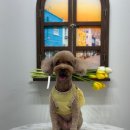 홀리몰리살롱 이미지