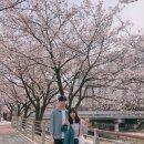 꽃피는봄이오면 이미지