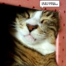 개꿈꾸는 고양이 이미지