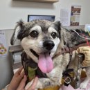 청담펫츠 | 강아지 너클링 한방 침치료 및 다리 마비 관리 6개월 비용