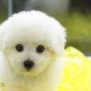 스타일독 이미지