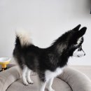 그루밍 솔루션 이미지