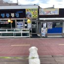 담안말1천 | 당일치기 여행, 반려견과 함께하는 강원도 여행 🐶🌊