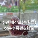 다육화원식물수족관 | 수원역 물고기 종류가 많은 창동 수족관