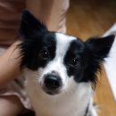 까치울초등학교 이미지