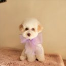 반짝반짝내작은개 이미지