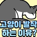 191. 고양이 발작하는 이유! 이미지