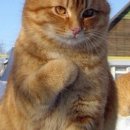 솜방망이 이미지