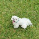 조선생 펫살롱 이미지