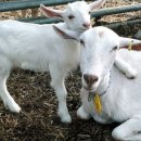 최정언유산양목장 이미지