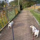의류 제작 및 수선 리폼 | [마리의세계] 천안 아산 주얼리공방 담수 진주목걸이 수선 리폼 목걸이제작 후기