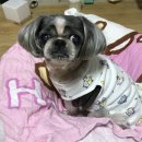 (11/19) 양모펠트_키링 | [대구양모펠트 리멍추억공방] 무지개다리를 건넌 아이, 추억을 간직하는 방법 (키링 제작)