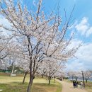 다산생태공원[능내-1] | 가족과 함께 봄나들이! 남양주시 다산생태공원 벚꽃