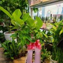 사동그린꽃 이미지