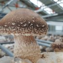 백화농장 이미지