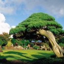 꿈의 동산 이미지