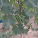 영락농장 이미지