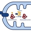 Re: Mitochondrial protein acetylation regulates metabolism 이미지