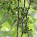 자라진천 이미지