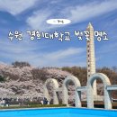 경희큰나무의원 | 수원 경희대학교 국제캠퍼스 벚꽃 실시간 개화 현황 포토존 주차까지 총정리