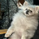 펫츠런 애견 이미지